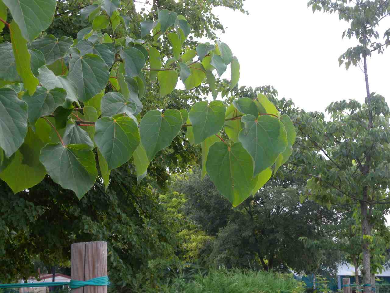 stranezza milanese - Idesia polycarpa